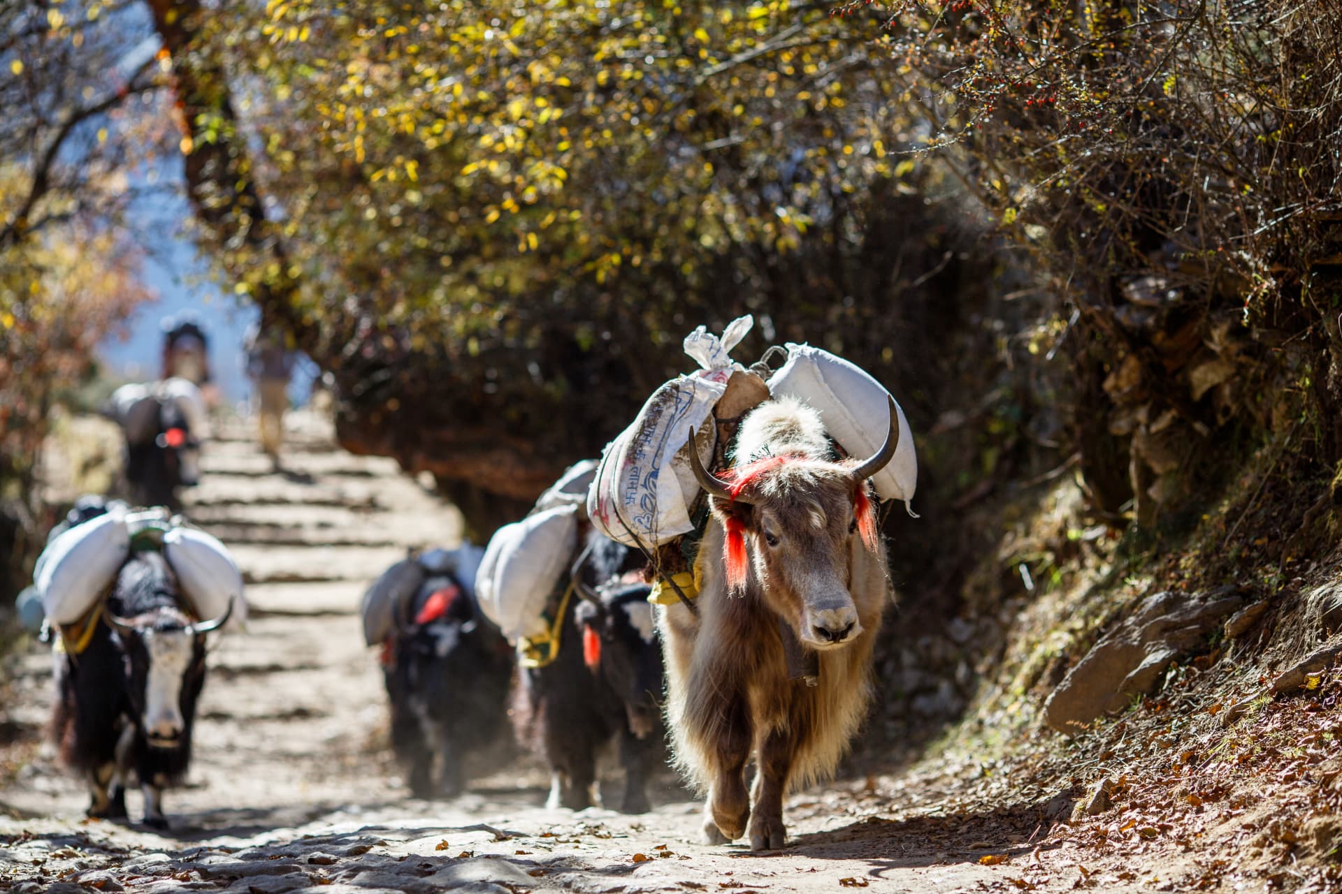 Beladene Yak-Karawane auf einem Trekkingpfad im Khumbu